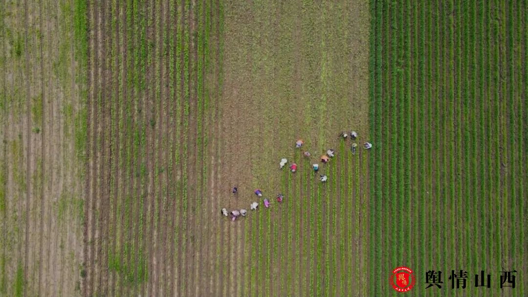 20240620肇东基地人工除草.mp4_20250423_104135.778(1).jpg